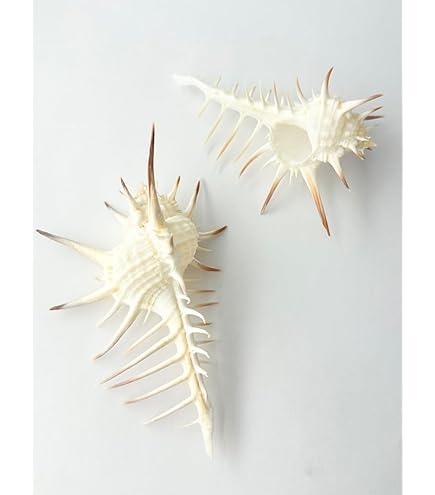 Amazon.co.jp: 【貝殻の問屋さん】シプレアタイガー中(ホシダカラ