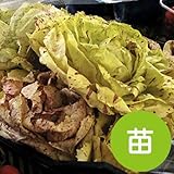 カステルフランコ 【苗】 ９ ｃｍ ポット ＜当店は 苗 種 鉢 培養土 ニーム の専門店＞