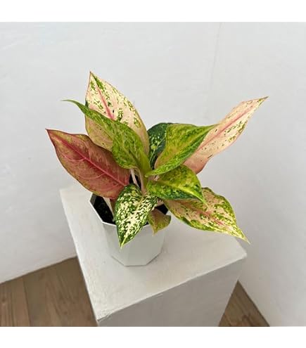 Amazon.co.jp: アグラオネマ ライトオブダイヤモンド 抜き苗 : DIY