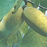 ポポー苗木 ペンシルバニア ゴールデン(接木2年生)