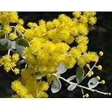 アカシア：パールアカシア（ポダリリーフォリア）4号ポット[中型種][シンボルツリーに][花木の苗木] ノーブランド品