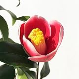 椿 苗木 玉の浦椿 13.5cmポット苗 ツバキ 苗 つばき