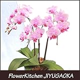 産地直送　椎名洋ラン園のテーブル胡蝶蘭3本立ち4.5号陶器鉢 (ランラン（淡いピンク）)