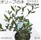 オリーブの木 Mission ミッション 5号ポット接ぎ木3年生苗