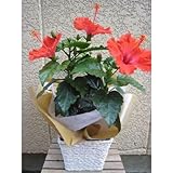 夏の定番ハイビスカス　サマーレッド 父の日・誕生日・夏の贈り物に！