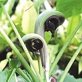 【山野草】【テンナンショウ】ムサシアブミ