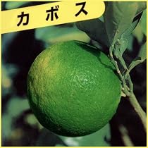 Amazon.co.jp: 柑橘類苗木 すだち（酢橘）の苗木 13.5cmポット苗 接木1