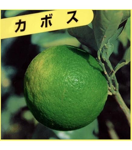 Amazon.co.jp: 柑橘類苗木 すだち（酢橘）の苗木 13.5cmポット苗 接木1