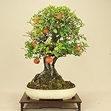 いよじ園 常盤柿 / トキワ柿 （貴風盆栽）