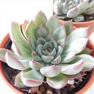 Amazon Hmエケベリア 花の薔薇 多肉植物 エケベリア 6cmポット 観葉植物 オンライン通販