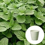 イエルバブエナ ミント 栽培 セット/ハーブ / 軽量 プラスチック 鉢 プランター/アイボリー