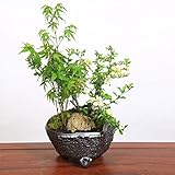 豪華寄植盆栽:山もみじ・白花長寿梅寄せ(信楽鉢)*