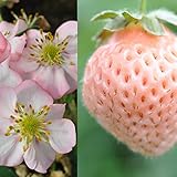 イチゴ：ピーエム　フリンジベリー3号ポット 3株セット[淡いピンクのフリル咲大輪花と桃の香りの果実] ノーブランド品