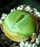 200.コノフィツム・ラツム （Conophytum Ratum 10粒＋α) [並行輸入品]