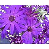 木立性セネシオ桂華（けいか）：紫系5号鉢植え[春までどんどん咲く！花色豊富な人気の鉢花]