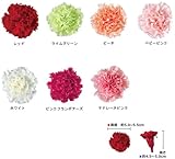 ロザヴィ社製カーネーション　スタンダードサイズ[ホワイト]　　１輪１０％オフ　【プリザーブドフラワー】【カーネ】【単品】【花材】