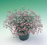 宿根草 八重咲き かすみ草 ジプシー ピンク 　１株 ドライフラワーでも楽しめる