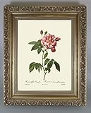 BiblioArt Series　P.J.ルドゥーテ 「ロサ・ガリカ・ベリシコロール」 金縁額装品