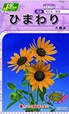カネコ種苗 草花タネ770 ひまわり 大雪山 10袋セット
