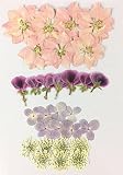 【お花屋さんの押し花セットNo.24A】上質 押し花 千鳥草 あじさい べラルゴニュウム レースフラワー ハンドメイド UVレジンでスマホケースも作成可能！！
