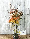 コハウチワカエデ　株立　高さ約1.5m