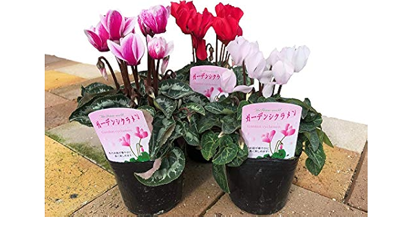 Amazon Co Jp 春まで楽しめる 新鮮ガーデンシクラメン 3ポット セット 3号 ポット F9 バラエティ アソート 家庭菜園 ガーデン プランター ミニシクラメン 安全 安心 人気 3個 Diy 工具 ガーデン Amazon Co Jp 春まで楽しめる 新鮮ガーデンシクラメン 3ポット セット 3号 ポット F9 バラエティ アソート 家庭菜園 ガーデン プランター ミニシクラメン 安全 安心 人気 3個 Diy 工具 ガーデン