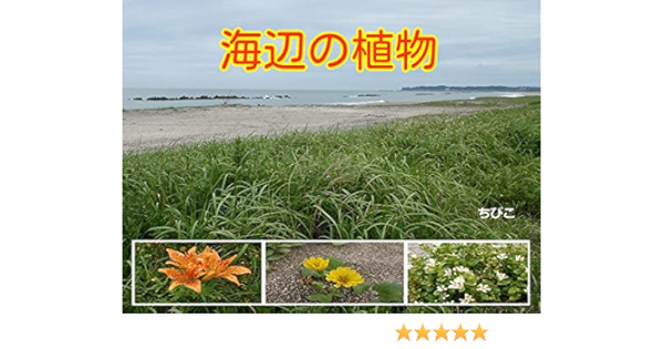 海辺の植物 ちびこ Kindle本 Kindleストア Amazon