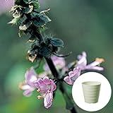 ホーリー バジル/トゥルシー 栽培 セット/ハーブ/軽量 プラスチック 鉢 プランター/アイボリー