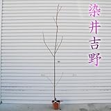 庭木：桜・染井吉野　ソメイヨシノ　(ポット)　Ｈ100-120ｃｍ　ヤマト便大型商品発送！