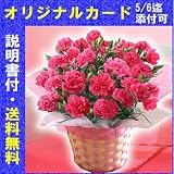 H-2　花生産量日本一の産地から送る　カーネーション　桃色系　５号鉢 （母の日カード・育て方のしおり付き） ≪愛知県≫