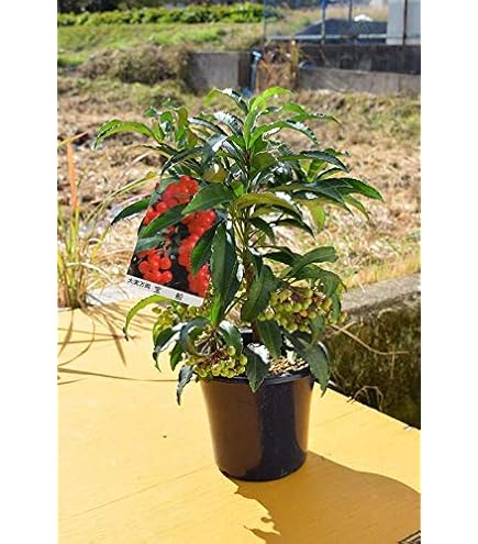 千両2号 トナシム トルバム カレヘン 台太郎 赤茄子 苗 50本 8cmポット Amazon.co.jp: 千両2号 トナシム トルバム カレヘン 台太郎 赤茄子 苗