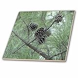 ジャッキー・Popp Wildlife N Nature Flowers – Pine Cones – タイル 8-Inch-Ceramic ct_23812_3