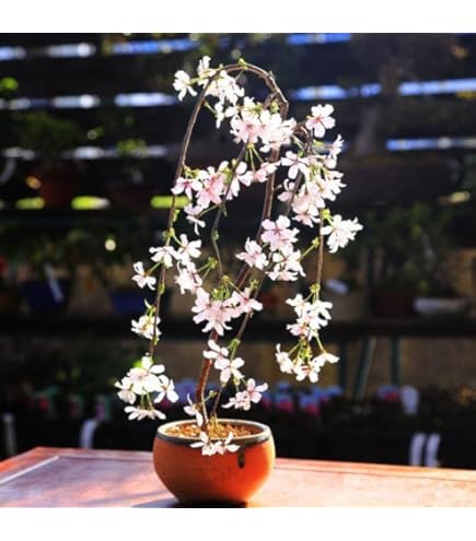 Amazon.co.jp: 折り鶴盆栽しだれ桜盆栽 : DIY・工具・ガーデン