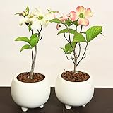 【母の日　ギフト】ミニ盆栽：母の日開花ハナミズキ*花水木　はなみずき (赤系)