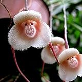 Firlar　美しい猿の顔蘭の種子　希少な蘭の種子　20個　猿顔種子ヒップ 種子