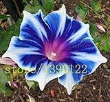 100ペチュニアの種家庭菜園植栽植栽ペチュニアの種は珍しい青白エッジ朝顔の花の種