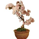 桜盆栽:八重桜(信楽焼鉢)*春に開花