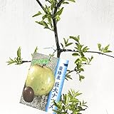 ナツメ 苗木 大実ナツメ スーパージャイアント 15cmポット苗 3年生苗 なつめ 苗 棗