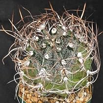 Amazon.co.jp: 【種子】Copiapoa Carizalensis◇コピアポア