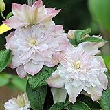 クレマチス：イノセントブラッシュ3.5号ポット[2年生苗]（大輪八重咲き）