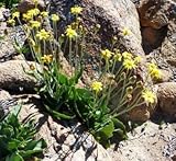 Othonna oleracea - caudiciform - 10 seeds