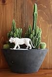 サボテン/カクタス寄植えサファリ（ホワイトタイガー）器カラー：ブラック