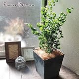 ベンジャミンバロック ブリキブラックスクエアカバー付き ヤシ繊維付き