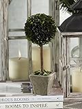 Zodax CH-2565 Boxwood Topiary in Square Pot [並行輸入品]