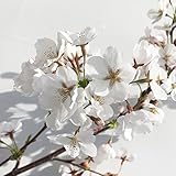 桜 苗木 染井吉野 12cmポット苗 さくら 苗 サクラ