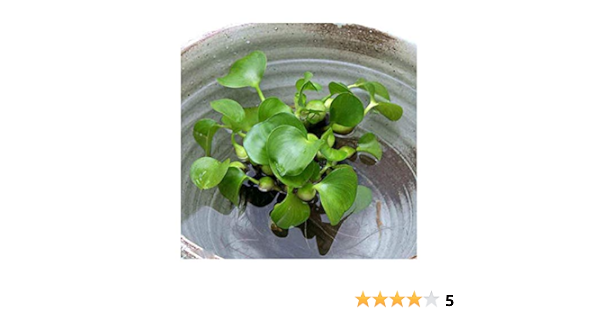 新発売の ビオトープ 水辺植物 ホテイ草 ホテイアオイ １０株 金魚 メダカ1 000円 Www Grifosdefabrica Es