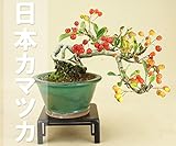 いよじ園 （）日本カマツカ 根上り 小品盆栽 / 雑木盆栽 いよじ園 ▼ご選択ください,9