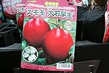 【果樹苗】【接木】 スモモ 大石早生 一年生 【送料込価格】