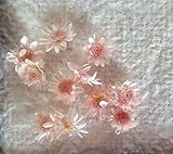 スターフラワーブロッサム（ブライダルピンク）10輪　【ドライフラワー】レジンなどハンドメイドアクセサリーの素材として人気です！