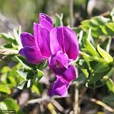 (山野草)ハマエンドウ(浜豌豆)3号(1ポット)サンゴ砂のおまけ付き 本州・四国限定[生体]